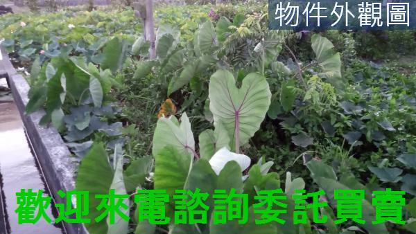 新北農地-3