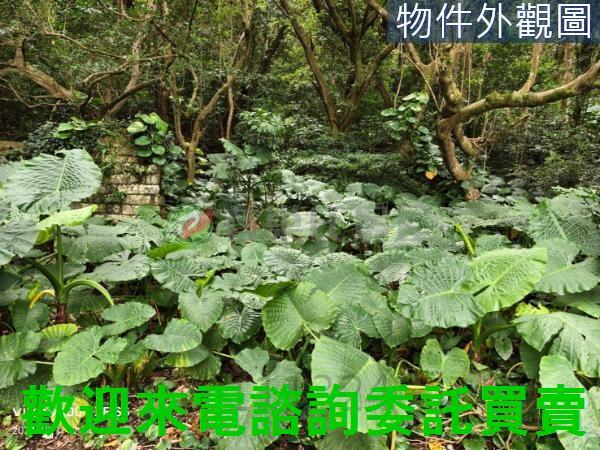 淡水建地-2