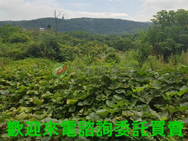 三芝農地-7